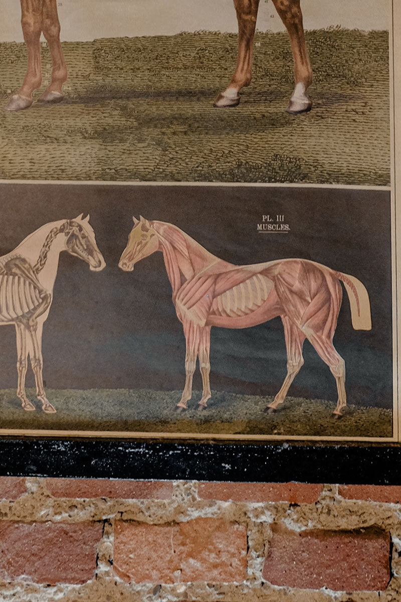 Anatomical model of the horse vintage poster school chart
